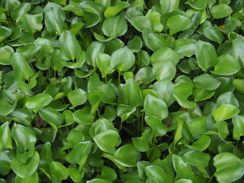 Water hyacinth eceng gondok cover a pond. top view close up details
