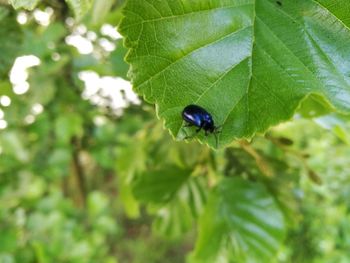 Close-up of ladybug on leaf