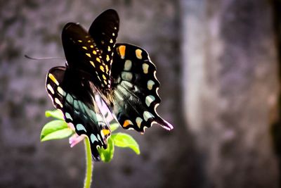 Close-up of butterfly pollinating on flower