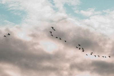 Low angle view of birds flying in sky