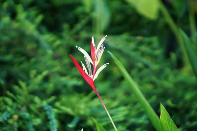 Close-up of red flower on plant