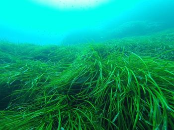 Full frame shot of green plants