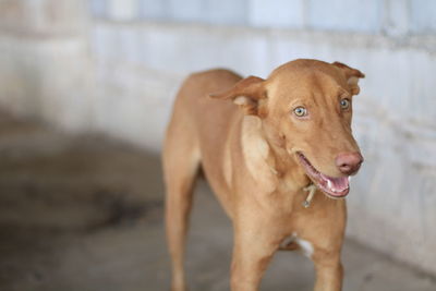 Portrait of dog standing outdoors