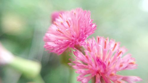 Close-up of pink flower