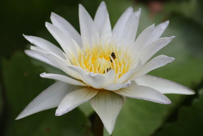 Close-up of white daisy flower