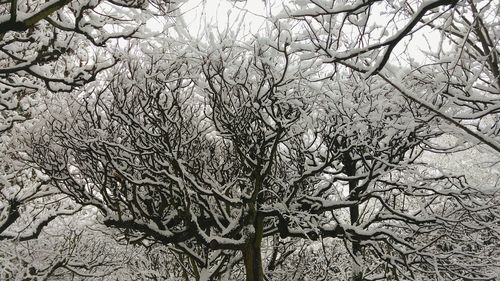 Close-up of tree branches in winter