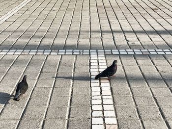 High angle view of pigeon perching on footpath