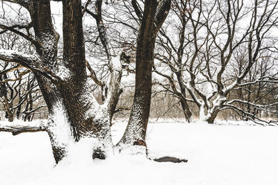 Bare trees on snow covered field