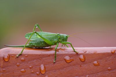 Close-up of insect