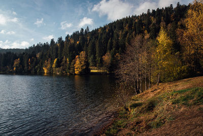 Scenic view of forest by lake against sky