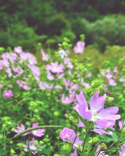 Close-up of flowers blooming outdoors