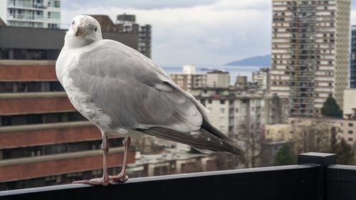 Close-up of bird