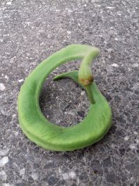 High angle view of green plant