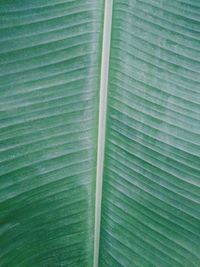 Full frame shot of green leaf