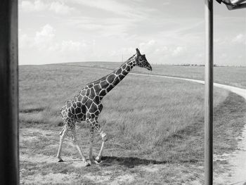 Horse on field against sky