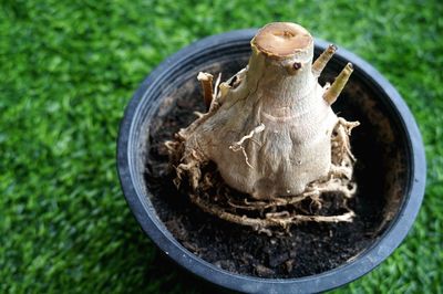 High angle view of mushrooms on field