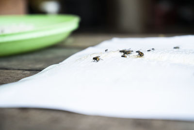 Close-up of ant on table