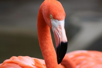 Close-up of flamingo