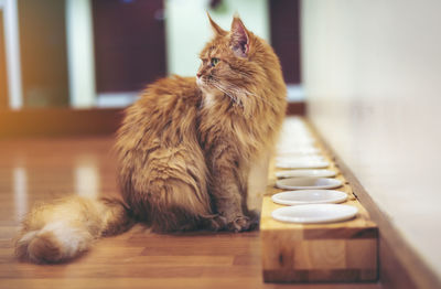 Cat sitting by plates on floor at home