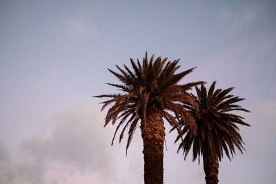 Low angle view of palm tree against sky