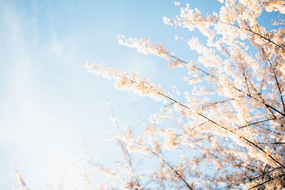 Low angle view of tree against blue sky