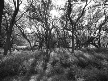 Low angle view of trees against sky