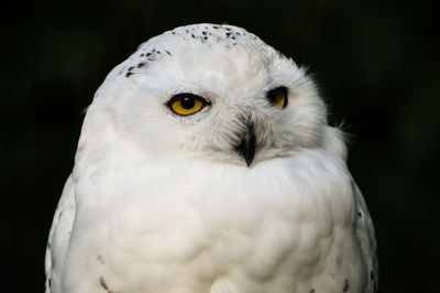 Close-up of white owl against black background