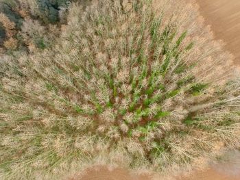 High angle view of cactus growing on field