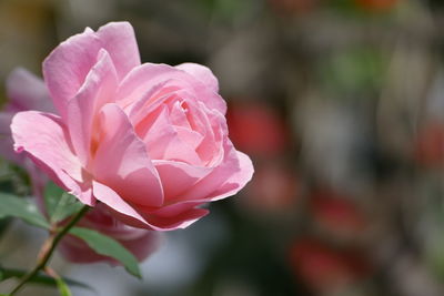 Low angle view of rose blooming outdoors