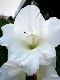 Close-up of white flowers blooming outdoors