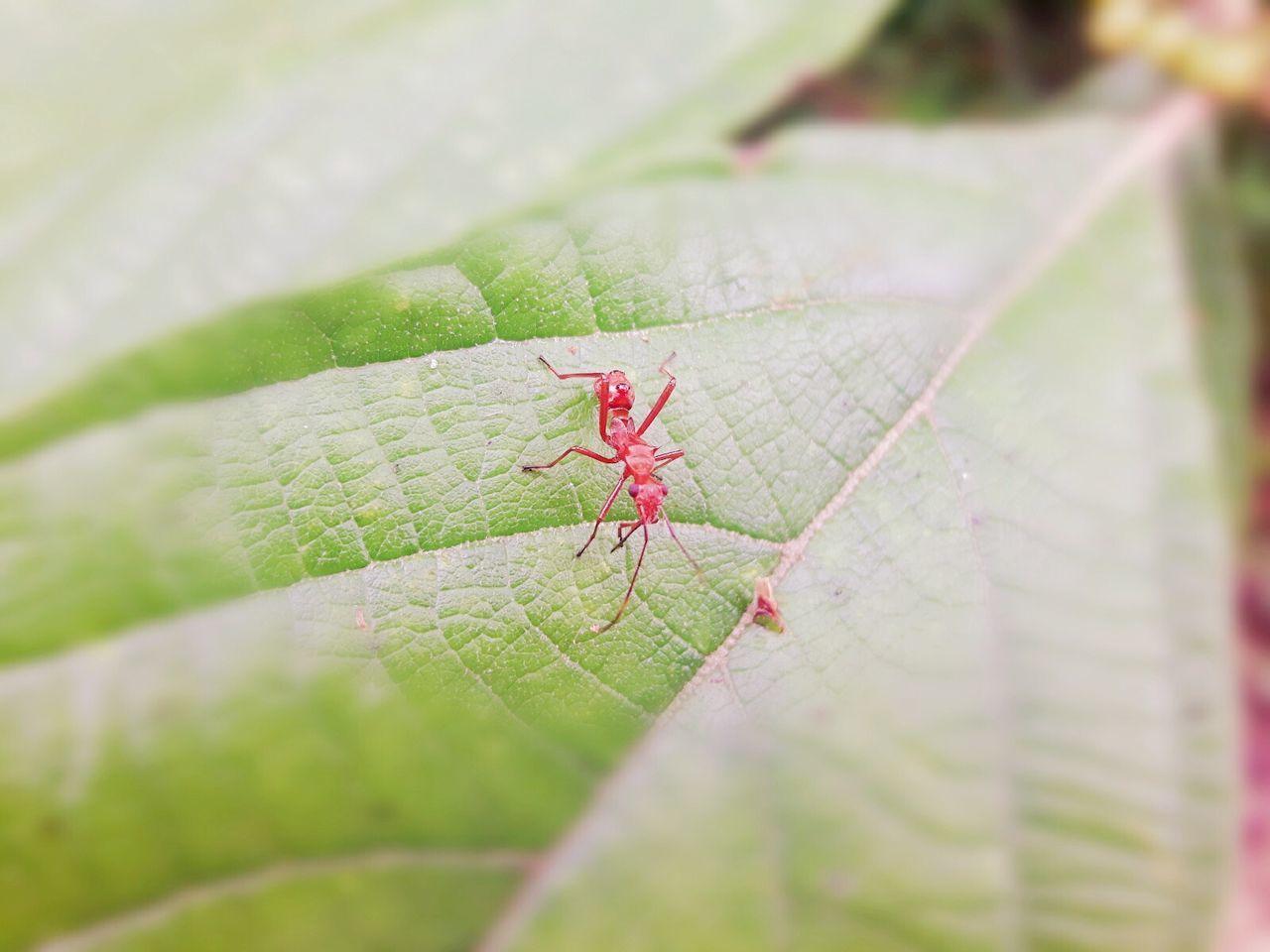 one animal, insect, animals in the wild, animal themes, leaf, selective focus, close-up, green color, animal wildlife, spider, nature, day, outdoors, no people