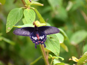 Butterflies are cute