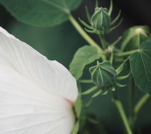 Close-up of white flowering plant