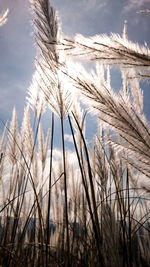 Low angle view of plants on field against sky