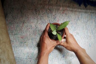 Cropped hand of woman holding plant