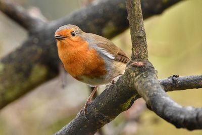 Close-up of bird perching on branch