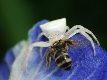 Close-up of insect on blue leaf