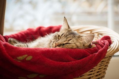 Close-up of cat relaxing in basket