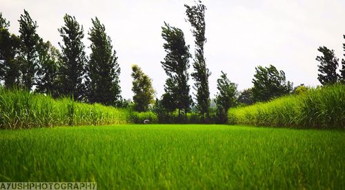 Scenic view of agricultural field against clear sky