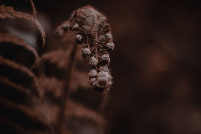 Close-up of wilted plant during winter