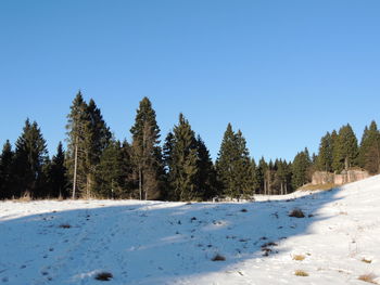 Trees on snow covered land against clear blue sky