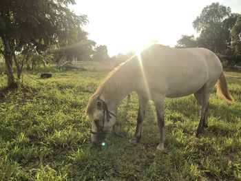 Horse grazing in field against sky