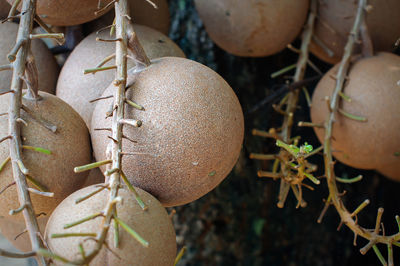 Close-up of fruit growing on tree