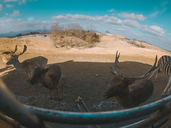 View of deer on field against sky