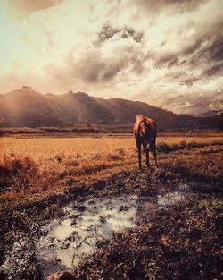 Horse standing on grassy field by mountains against sky