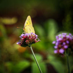 Close-up of honey bee on thistle flower