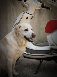 Dog standing by a motorcycle