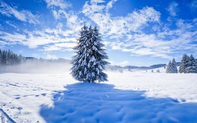 Trees on snow covered landscape against sky