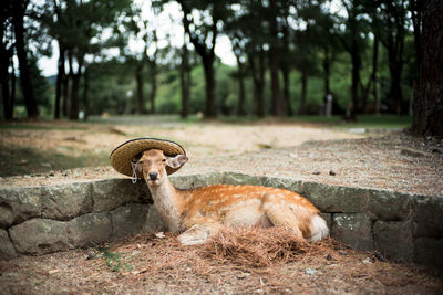 Animal relaxing on field