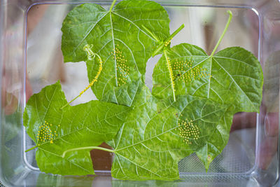 Close-up of green leaves in potted plant